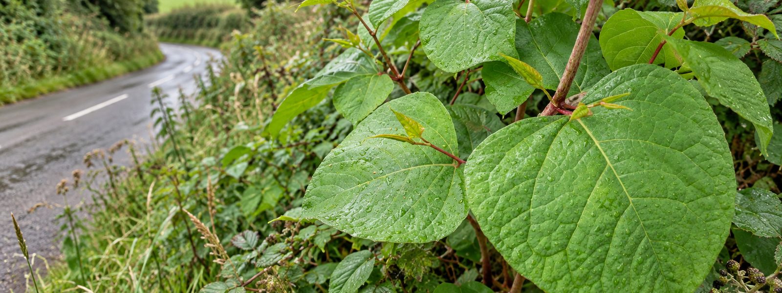 Japanese Knotweed Companies in the South East