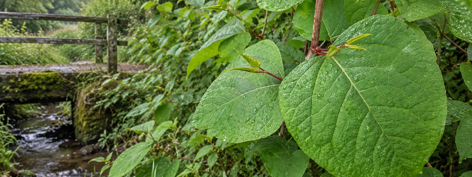 Japanese Knotweed Companies in the South West